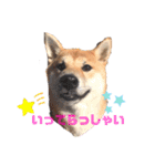 柴犬がんも2（個別スタンプ：14）