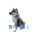 柴犬がんも2（個別スタンプ：15）