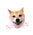 柴犬がんも2（個別スタンプ：16）