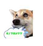 柴犬がんも2（個別スタンプ：17）