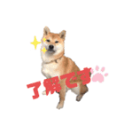 柴犬がんも2（個別スタンプ：18）