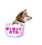 柴犬がんも2（個別スタンプ：19）