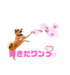 柴犬がんも2（個別スタンプ：20）