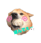 柴犬がんも2（個別スタンプ：21）