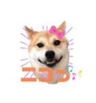 柴犬がんも2（個別スタンプ：22）