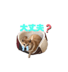 柴犬がんも2（個別スタンプ：23）
