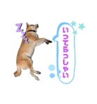 柴犬がんも2（個別スタンプ：24）
