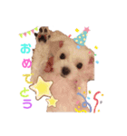 ころぴよ（個別スタンプ：5）