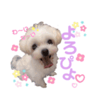 ころぴよ（個別スタンプ：7）