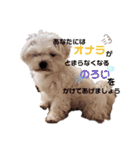 ころぴよ（個別スタンプ：8）