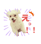 ころぴよ（個別スタンプ：10）