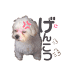 ころぴよ（個別スタンプ：13）