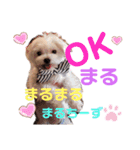 ころぴよ（個別スタンプ：15）