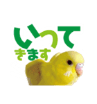 黄色いインコ レモンちゃん「日常」（個別スタンプ：3）