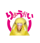 黄色いインコ レモンちゃん「日常」（個別スタンプ：5）