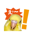 黄色いインコ レモンちゃん「日常」（個別スタンプ：8）