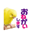 黄色いインコ レモンちゃん「日常」（個別スタンプ：10）