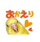 黄色いインコ レモンちゃん「日常」（個別スタンプ：15）