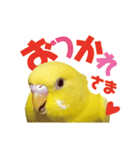 黄色いインコ レモンちゃん「日常」（個別スタンプ：16）