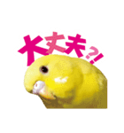 黄色いインコ レモンちゃん「日常」（個別スタンプ：17）