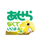 黄色いインコ レモンちゃん「日常」（個別スタンプ：20）