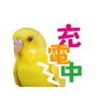 黄色いインコ レモンちゃん「日常」（個別スタンプ：21）