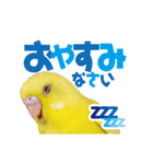 黄色いインコ レモンちゃん「日常」（個別スタンプ：22）