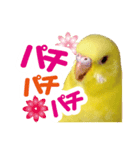 黄色いインコ レモンちゃん「日常」（個別スタンプ：26）