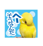 黄色いインコ レモンちゃん「日常」（個別スタンプ：31）