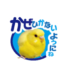 黄色いインコ レモンちゃん「日常」（個別スタンプ：32）