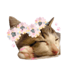 姫と三獣士♡子猫のナナ♡（個別スタンプ：1）