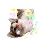 姫と三獣士♡子猫のナナ♡（個別スタンプ：2）