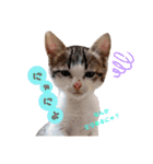 姫と三獣士♡子猫のナナ♡（個別スタンプ：3）