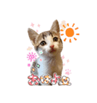 姫と三獣士♡子猫のナナ♡（個別スタンプ：5）