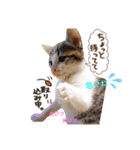 姫と三獣士♡子猫のナナ♡（個別スタンプ：6）