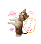 姫と三獣士♡子猫のナナ♡（個別スタンプ：7）