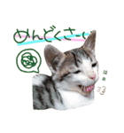 姫と三獣士♡子猫のナナ♡（個別スタンプ：10）