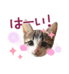 姫と三獣士♡子猫のナナ♡（個別スタンプ：11）