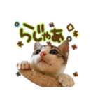 姫と三獣士♡子猫のナナ♡（個別スタンプ：12）