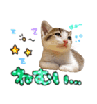 姫と三獣士♡子猫のナナ♡（個別スタンプ：13）