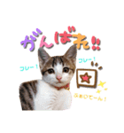 姫と三獣士♡子猫のナナ♡（個別スタンプ：14）