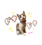 姫と三獣士♡子猫のナナ♡（個別スタンプ：16）