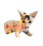 ドビーのぶさかわスタンプ（個別スタンプ：4）