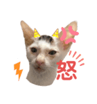 ドビーのぶさかわスタンプ（個別スタンプ：9）