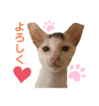 ドビーのぶさかわスタンプ（個別スタンプ：10）