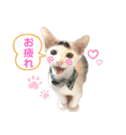 ドビーのぶさかわスタンプ（個別スタンプ：12）