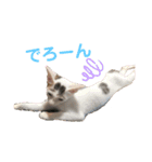 ドビーのぶさかわスタンプ（個別スタンプ：13）