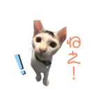ドビーのぶさかわスタンプ（個別スタンプ：20）