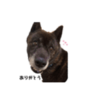甲斐犬の魁（個別スタンプ：2）