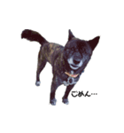 甲斐犬の魁（個別スタンプ：5）